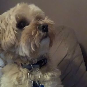 Meet your Posher, Brooke